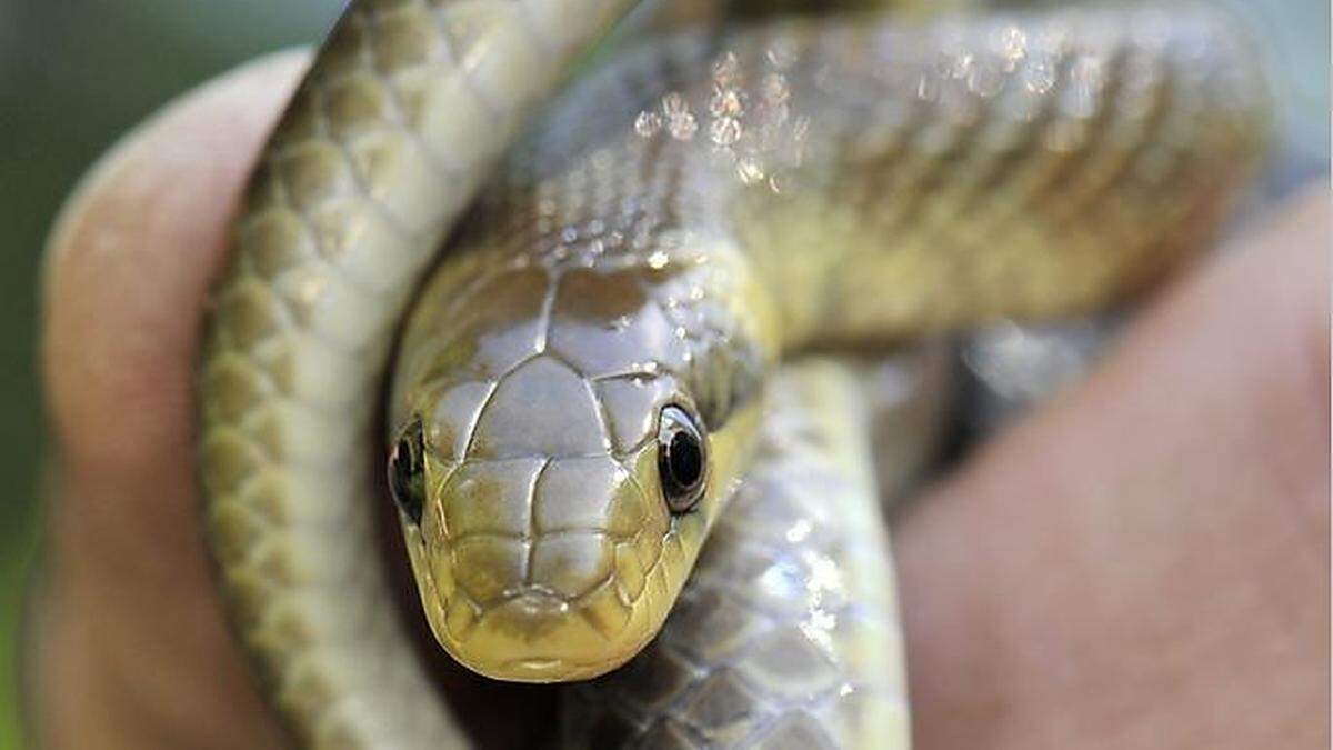 Möglicherweise hat es sich um eine Äskulapnatter gehandelt