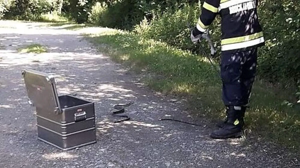 Eine eineinhalb Meter lange Schlange sorgte für Aufregung 