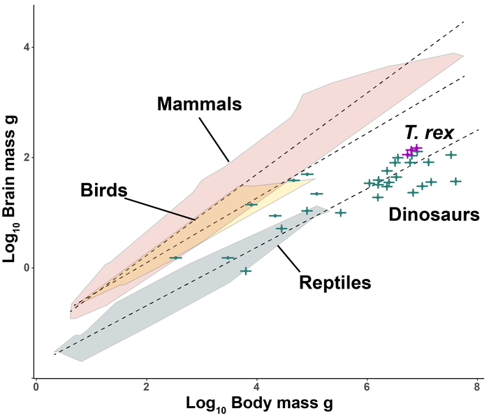 Verhältnis zwischen Gehirn- und Körpermasse bei Landwirbeltieren. Dinosaurier wie T-Rex zeigten ein Gewichtsverhältnis, das dem lebender Reptilien entsprach.
