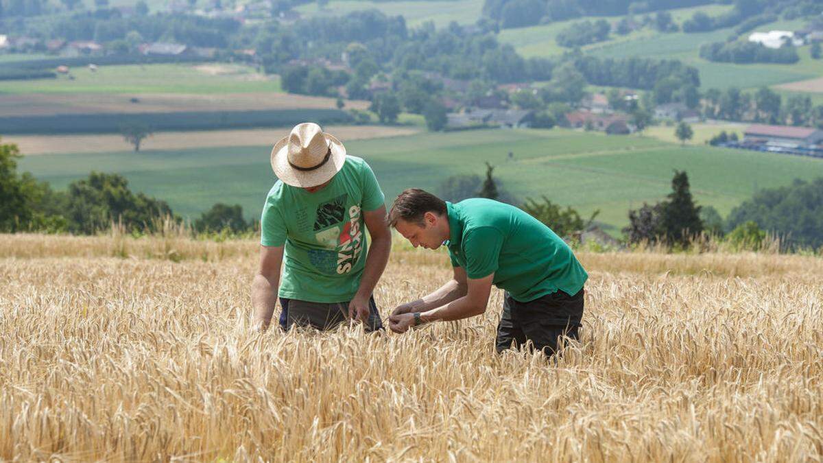 Braugerste wird im kleinen Stil bereits im Raum Hartberg angebaut. An eine Ausweitung ist gedacht