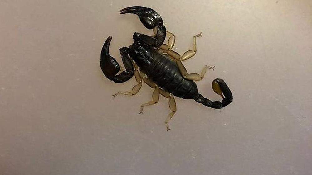 Eine weststeirische Familie fand nach dem Urlaub in Jesolo einen Skorpion im Gepäck