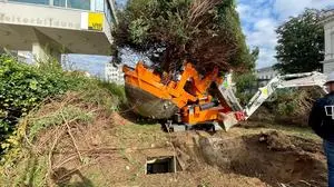 Ein Baum geht auf Reisen