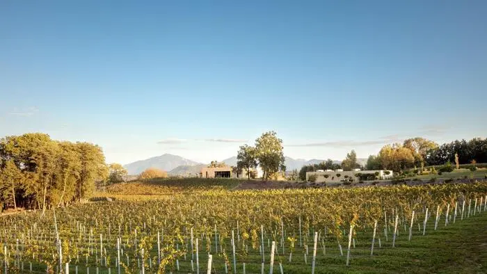 Das Weingut mit der Domäne Lilienberg im Hintergrund