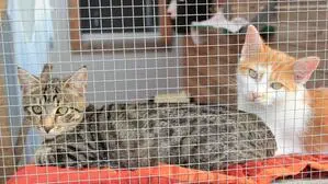 Acht Katzen hielt die demenzkranke Frau in ihrer Wohnung in Bad Radkersburg. Diese wurden behördlich abgenommen (Sujetfoto)