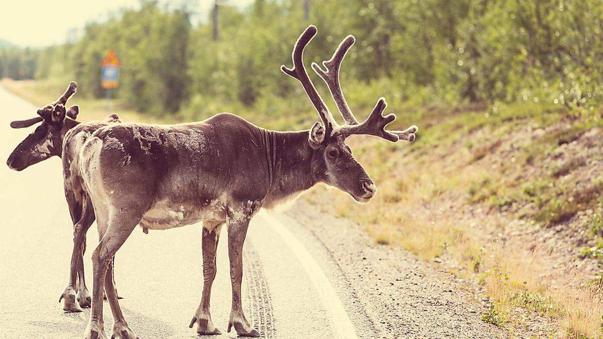 Zahl der Tiere hat sich in 17 Jahren halbiert 