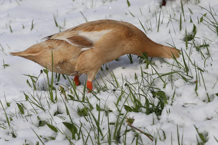 Kein Grund, um den Kopf in den Schnee zu stecken, oder? Eine Laufente sucht auf einer schneebedeckten Wiese bei Aitrang in Bayern nach etwas Fressbaren.