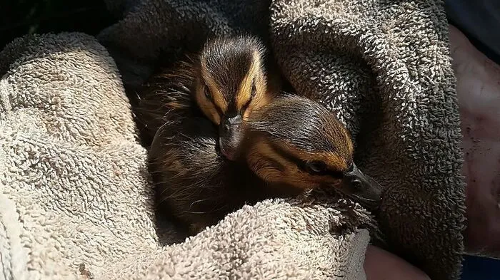 Enten gerettet