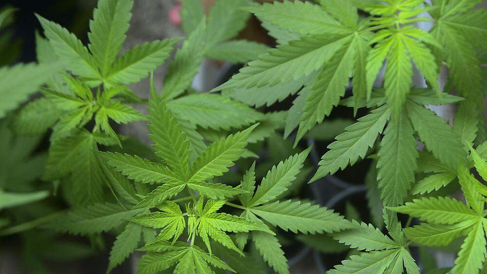 In Klagenfurter Wohnung wurden Cannabispflanzen gefunden