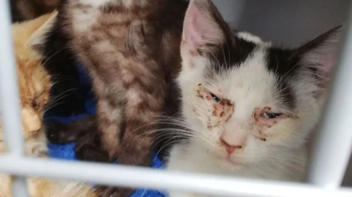 Die verwahrlosten Katzen aus Bad Blumau