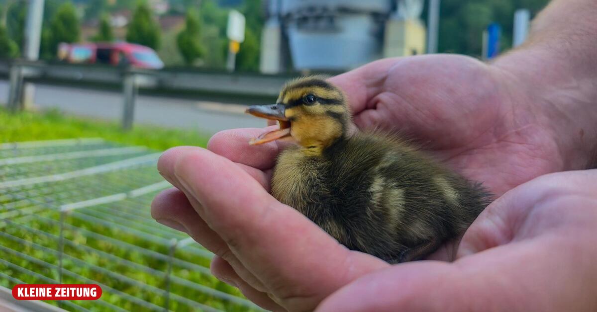 Leoben fire departments rescue eleven ducklings