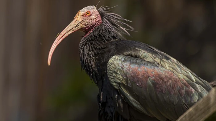Der Waldrapp zählt zu den stärksten bedrohten Vogelarten. Im Zuge eines Wiederansiedelungprojektes soll der Ibisvogel wieder ein heimischer Zugvogel werden.