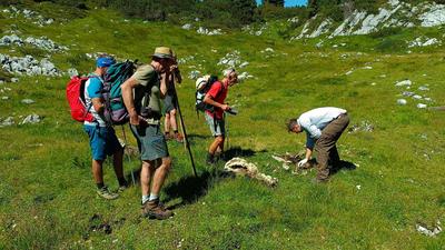 Ramsauer Landwirte und der Wolfsbeauftragte des Landes Oberösterreich im Vorjahr bei Lokalaugenschein am Dachsteinplateau, wo ein Wolf mehrere Schafe gerissen hat