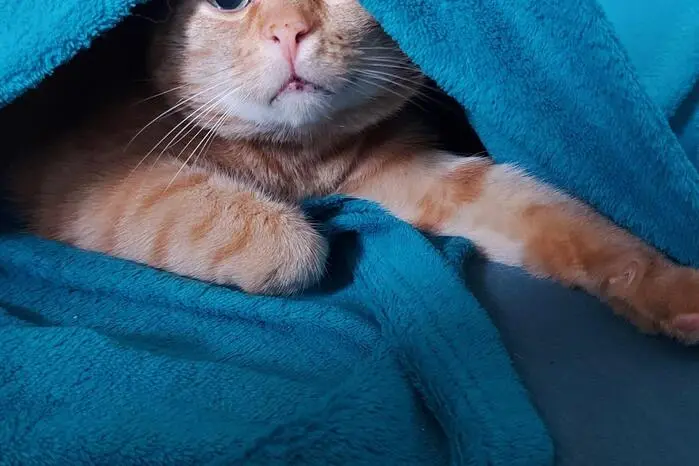 Karamello ist gut eingewickelt in die flauschige Decke. 