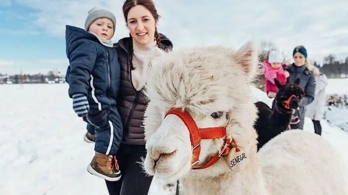 Alpakawanderung. Auf dem Hof der Familie Strohmeier in Stainz werden Christbäume gezogen – und Alpakas gehalten. Mit den wuscheligen Gesellen aus den Anden am Halfter können geführte Wanderungen gebucht werden. Und die mit der Schur gewonnene Wolle der Tiere kann man danach im Hofladen kaufen und daraus etwas Warmes stricken.