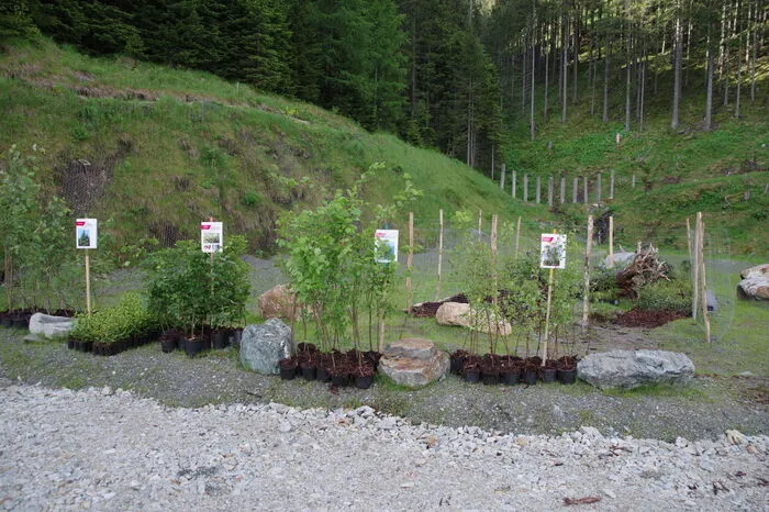 Schulbusse brachten sie auf die Deponie in 1000 Metern Seehöhe, wo die Bäume schon auf sie warteten, sortiert nach Artne, wie Lärche, Fichte oder Bergahorn.