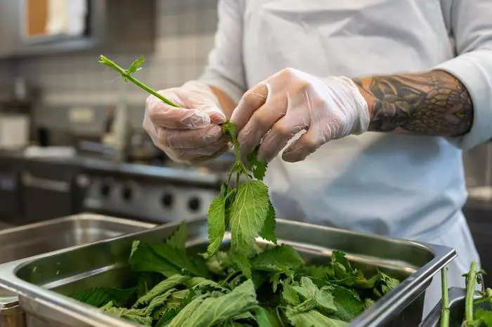 Die jungen Brennnesselblätter mit dem fein-säuerlichen bis nussigen Aroma lassen sich in der Küche vielseitig verwenden