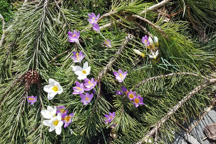 "Prinzip Hoffnung" nennt Elisabeth Grogl aus Schladming ihr Frühlingsfoto.