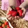 Erdbeeren in einer Hand