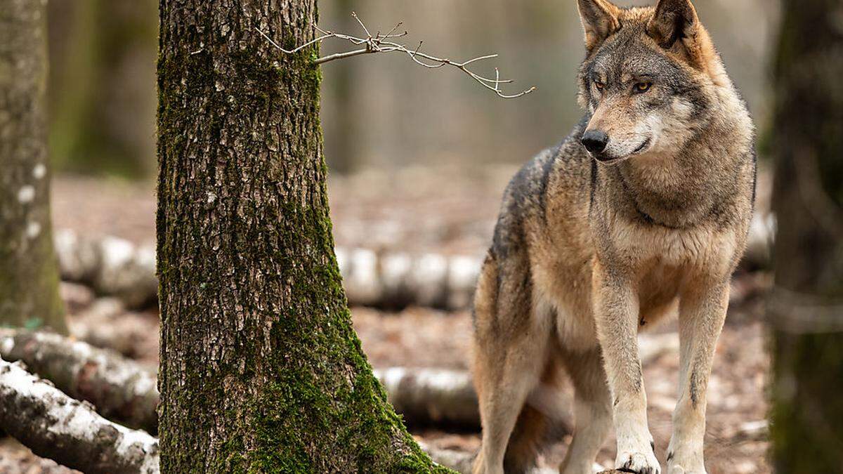 Eine Begegnung mit einem Wolf hatte eine 73-Jährige auf der Hebalm