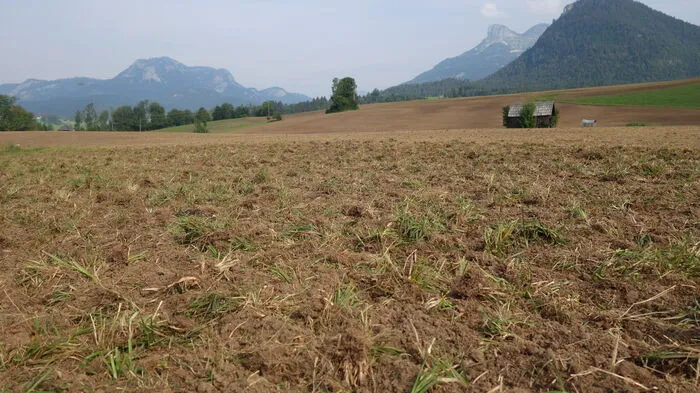 Braune Landschaft statt grüner Wiesen, soweit das Auge blickt, Schuld sind....