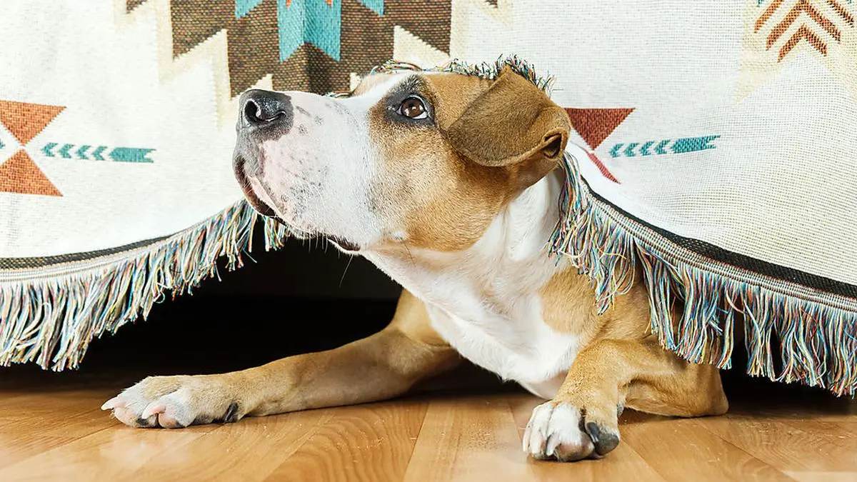 The dog hides under the sofa and looks up frightened. The concept of dog's anxiety about thunderstorm, fireworks and loud noises. Pet's mental health, excessive emotionality, feelings of insecurity.