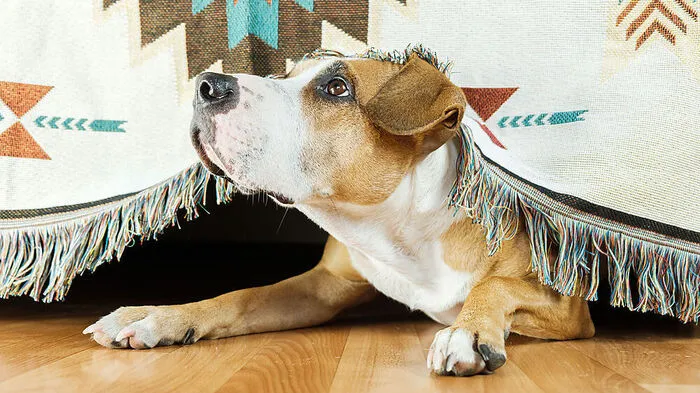 Vor der Silvesterknallerei fürchten sich viele Haustiere