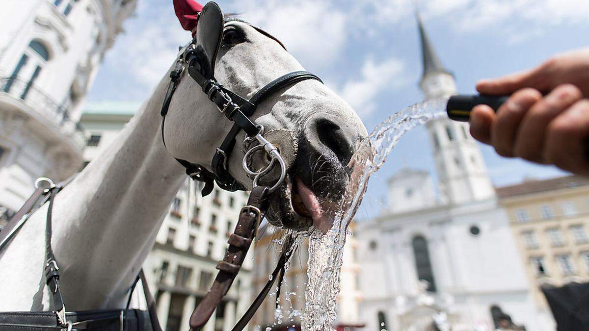 Vor allem in der Bundeshauptstadt leiden die Pferde immer wieder unter der großen Hitze