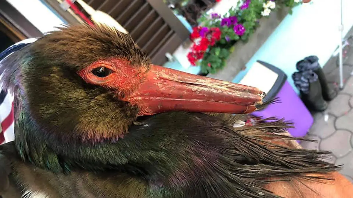 Das schwer verletzte Schwarzstorch-Weibchen