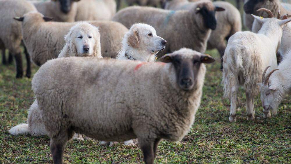   In der Steiermark gibt es keinen Schlachthof, in dem Schafe gesetzeskonform rituell geschlachtet werden können	