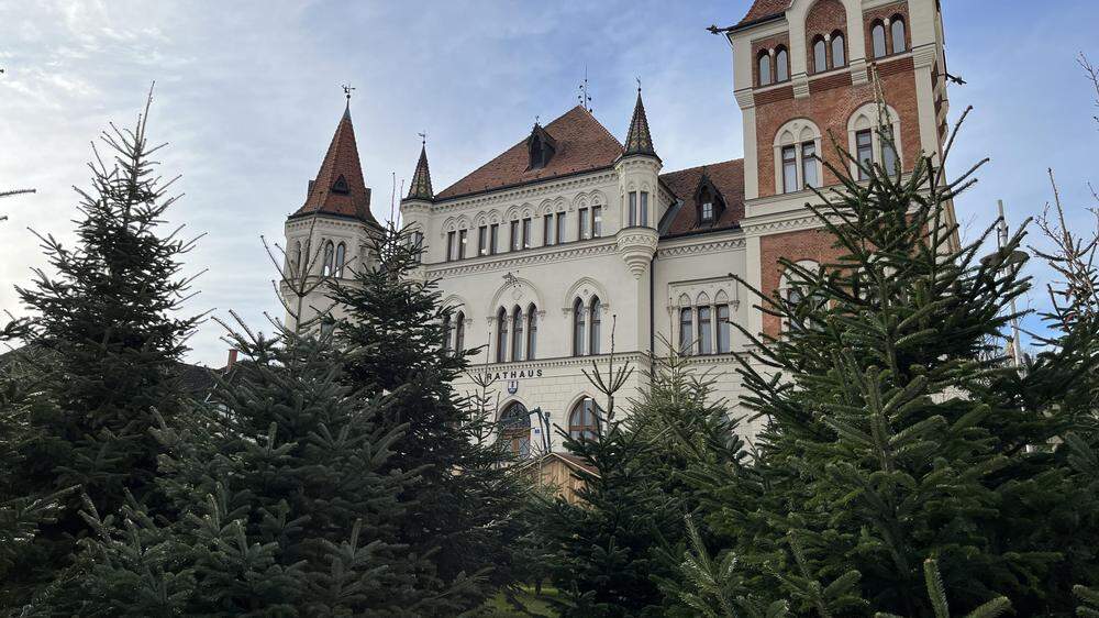 Vor dem Feldbacher Rathaus stehen rund 50 Christbäume