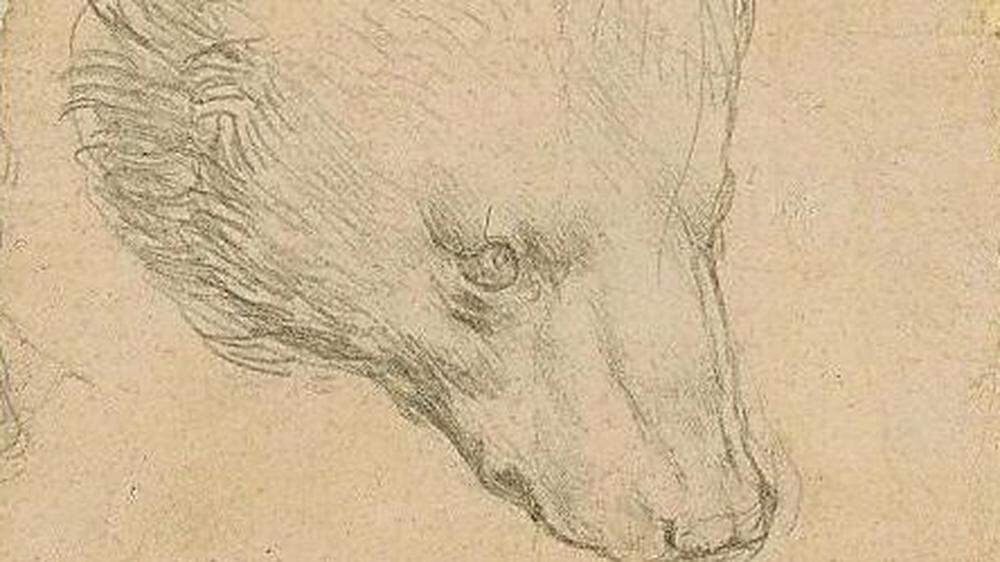 Bärenkopf-Zeichnung von Leonardo da Vinci