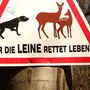 In Villach wurde eine Katze zum Opfer zweier Hunde