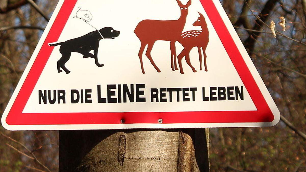 In Villach wurde eine Katze zum Opfer zweier Hunde