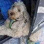 Der Hund blieb zum Glück unverletzt 