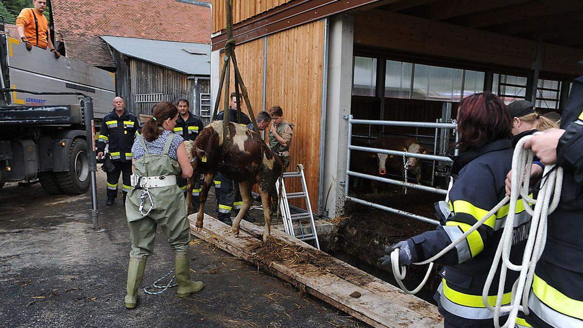 Das Kalb konnte unverletzt geborgen werden