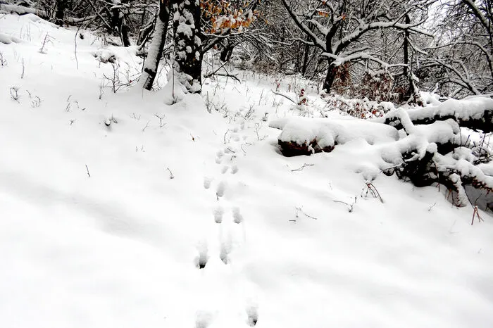 Wildtiere auf der Suche nach Nahrung im Schnee.