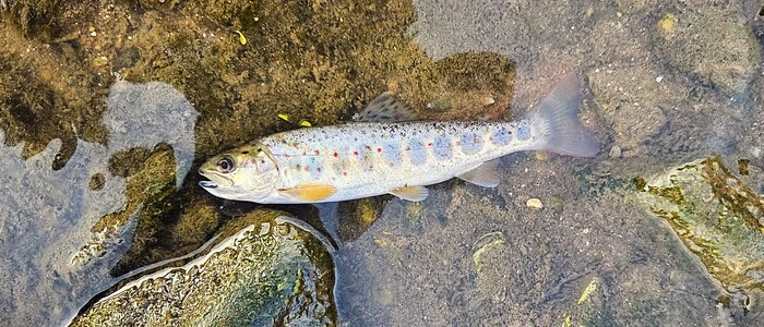 Toter Fisch im Flachwasser, Steine