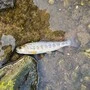 Toter Fisch im Flachwasser, Steine
