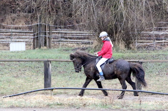 Worauf beim Bewerb besonders geachtet werden musste: auf die fünf Gangarten Schritt, Trab, Galopp, Tölt und Rennpass. 
