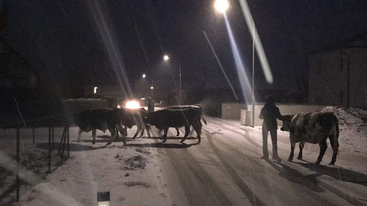 Sechs Jungstiere in Wagna bei ihrem winterlichen Ausflug 