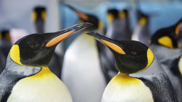 Am 25. April ist Welt-Pinguin-Tag: Das putzige Image der Tiere soll nicht darüber hinwegtäuschen, dass die Seevögel vom Aussterben bedroht sind.
