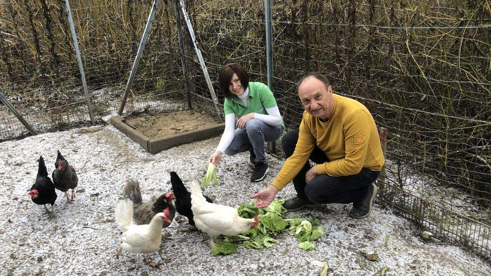 Franz Kogler verfüttert Salatblätter vom Vortag an seine Hühner hinter dem Geschäft