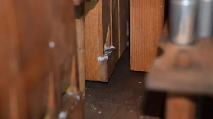 Schimmelbefall bei einer Kirchenorgel