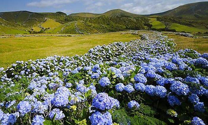 Die bis zu fünf Meter hohen Hortensien, die das Landschaftsbild der Azoren dominieren, sind gegen Ende des 19. Jahrhunderts aus Asien eingeführt worden