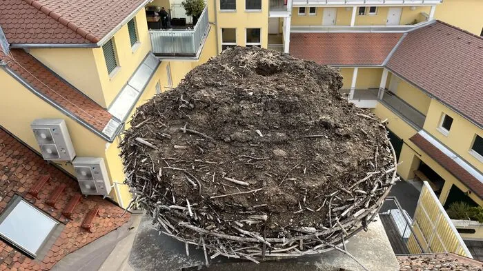 In diesem Nest können keine Störche mehr brüten. Es muss ausgeräumt und erneuert werden.