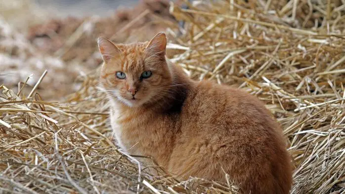 Ein roter Kater im Heu