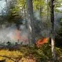 Feuer lodert in einem Waldstück