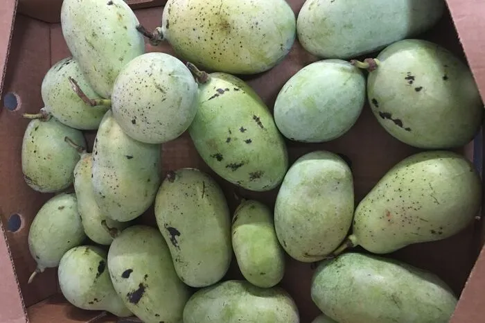Die reifen Früchte haben etwa die Form und Größe von Mangos.