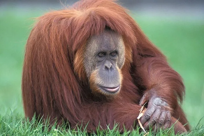 Bisher ging die Wissenschaft davon aus, dass heute nur noch zwei Arten existieren: eine auf Sumatra und eine auf der Nachbarinsel Borneo, also der Sumatra-Orang-Utan (Pongo abelii) und der Borneo-Orang-Utan (Pongo pygmaeus).