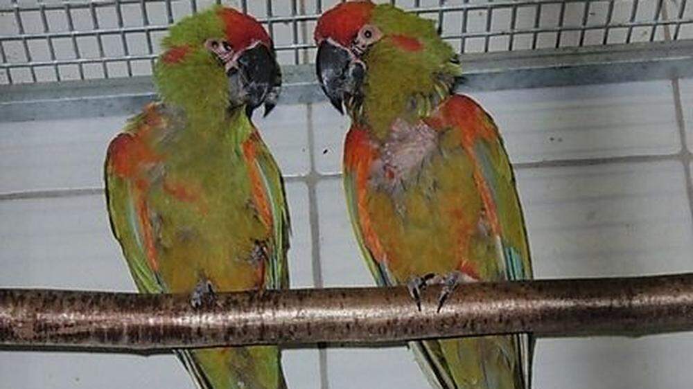 In Österreich ist ein illegaler Papageienhandel aufgeflogen 